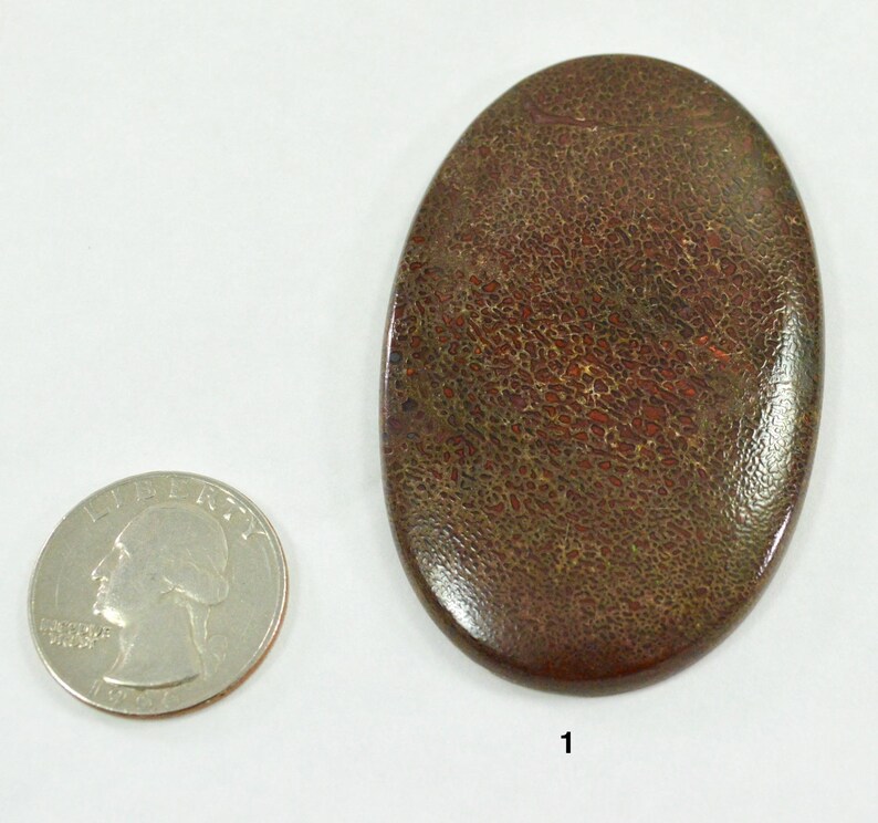 Individual Dinosaur Bone Cabochon Dinosaur Bone Fossil Gems Cabochons Jewelry Making Supplies Village Silversmith