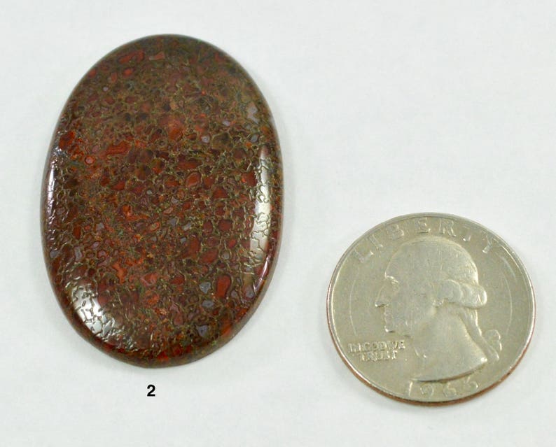 Individual Dinosaur Bone Cabochon Dinosaur Bone Fossil Gems Cabochons Jewelry Making Supplies Village Silversmith