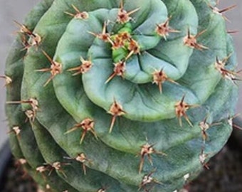 Cereus Validus Spiralis 20-25 cm