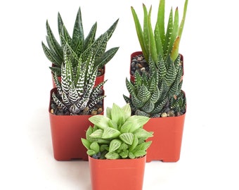 5 Aloe Plants Easy To Grow in 2 Inch Pots