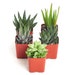 see more listings in the Cacti section