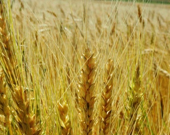 Golden Wheat Field - Digital Photography download