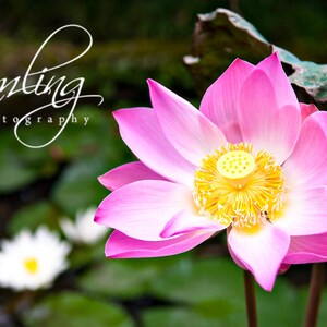 Lotus en plena floración - descargar Fotografía Digital