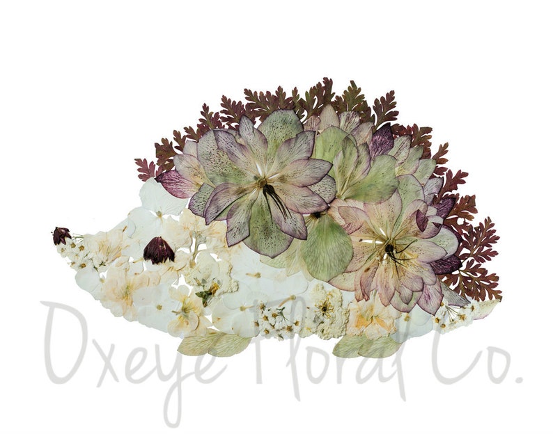 Pressed Flower Hedgehog Print image 3