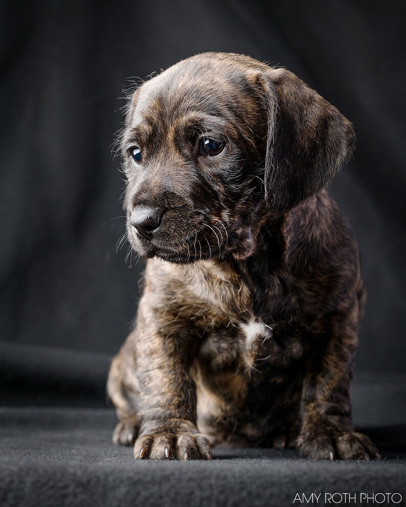 pitbull and dachshund puppy