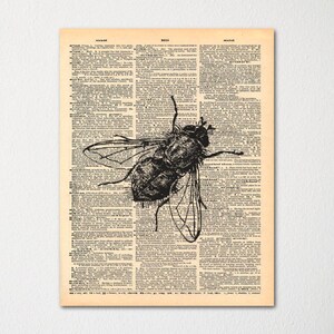 Könnte beinhalten: Eine Schwarzweißillustration einer Fliege auf einer alten Wörterbuchseite. Die Seite enthält Text aus dem Wörterbuch, darunter die Wörter "übereinstimmend" und "Übereinstimmung".