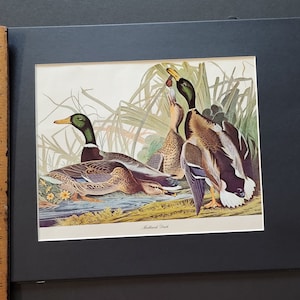 Audubon Mallard Duck Print, John James Audubon, Audubon Bird Art, Ornithology, Audubon Biography, Vintage Art Prints,  TeresaMarie4Art,