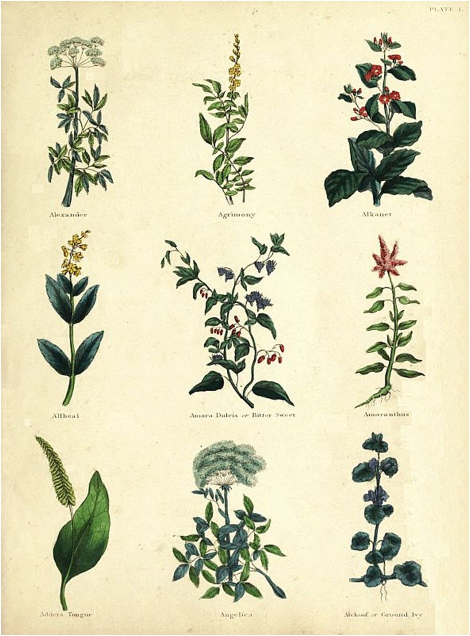 The Herbal Encyclopedia Your A to Z Guide Herbal Samples Etsy