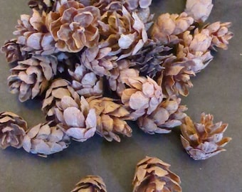 Tiny Hemlock Pinecones 2oz (approx 44-46 cones)