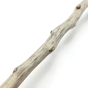 May include: A single piece of light gray driftwood with a smooth, weathered texture. The branch features several small, dark brown knots along its length, showing natural organic curves and a slender, elongated shape with a pale, sun-bleached finish.