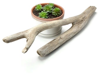 25" Chunky Driftwood Branch With Forked Offshoots