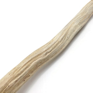May include: Close-up of a piece of driftwood, light beige in color, with visible wood grain and a slightly curved shape. The wood appears weathered and natural, with a smooth texture.