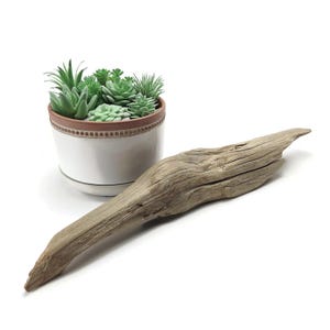 May include: A white ceramic pot with a brown rim and a variety of green succulents. A piece of weathered driftwood is positioned to the right of the pot. The driftwood is a light brown color and has a rough texture.