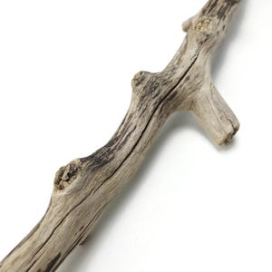 May include: A weathered piece of driftwood featuring a light gray and tan color palette with a rough, textured surface. The branch displays natural knots, deep vertical grooves, and a single smaller offshoot extending from the main stem.