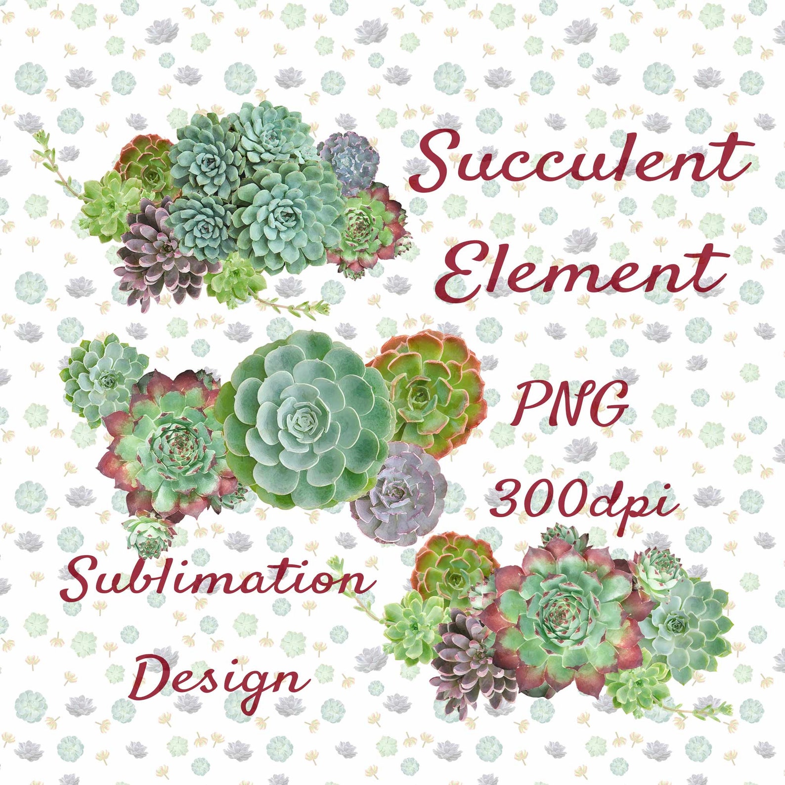 Succulent Frame Element Clipart PNG300 Dpidigital Download - Etsy