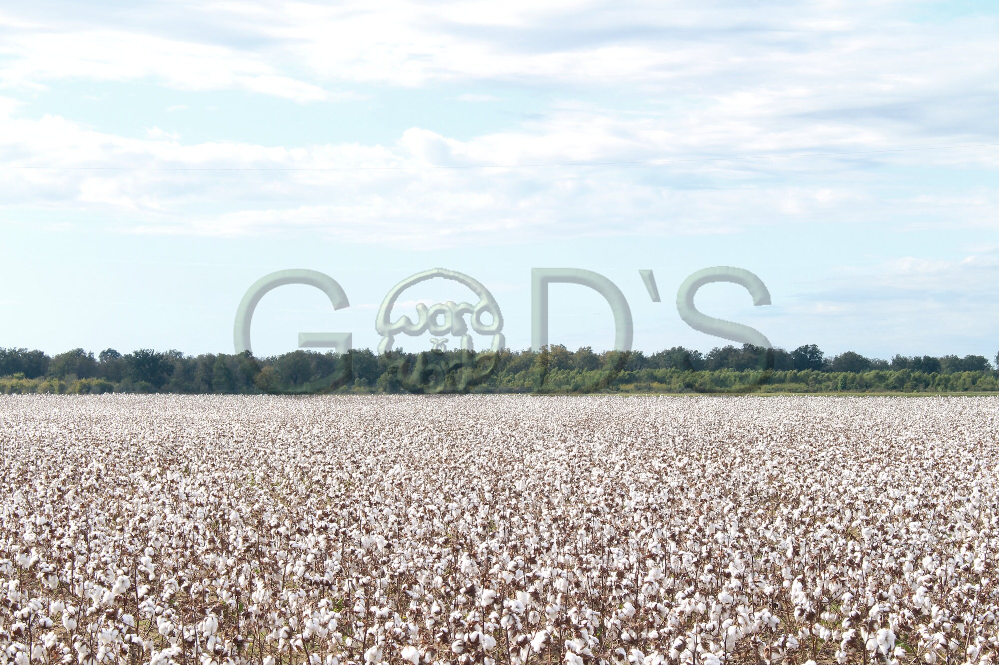 その他 Cotton Fields [CD] John 4:35, KJV, Scripture Photo, Cotton Field, Oklahoma, Calling