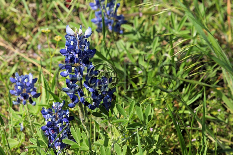 Proverbs 31:30 KJV Scripture Picture Bluebonnets | Etsy