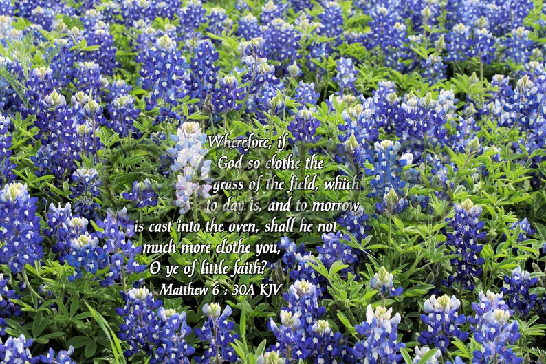 Matthew 6:30A, TLB, KJV, Scripture Photo, Bluebonnets, Ennis, Texas ...