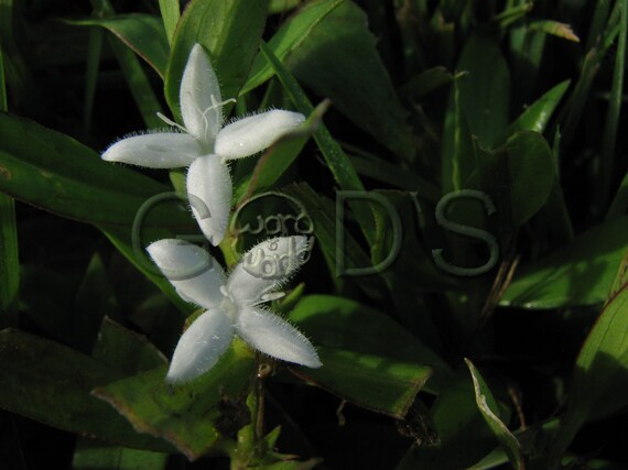 エレミヤ書29章13節、欽定訳聖書、聖書の写真、神を求める、ハート、花