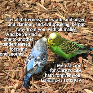 Efesios 4:31, 32, Biblia, Imagen bíblica, Foto bíblica, Amabilidad, Periquitos, El perdón de Dios, Versículo del Nuevo Testamento, Aves