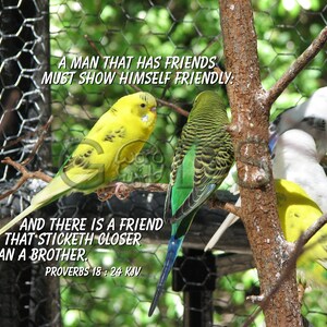 May include: A close-up of three yellow and green parakeets perched on a branch. The parakeets are in a cage with a wire mesh background. The text "A man that has friends must show himself friendly: And there is a friend that sticketh closer than a brother. Proverbs 18: 24 KJV" is written on the image.