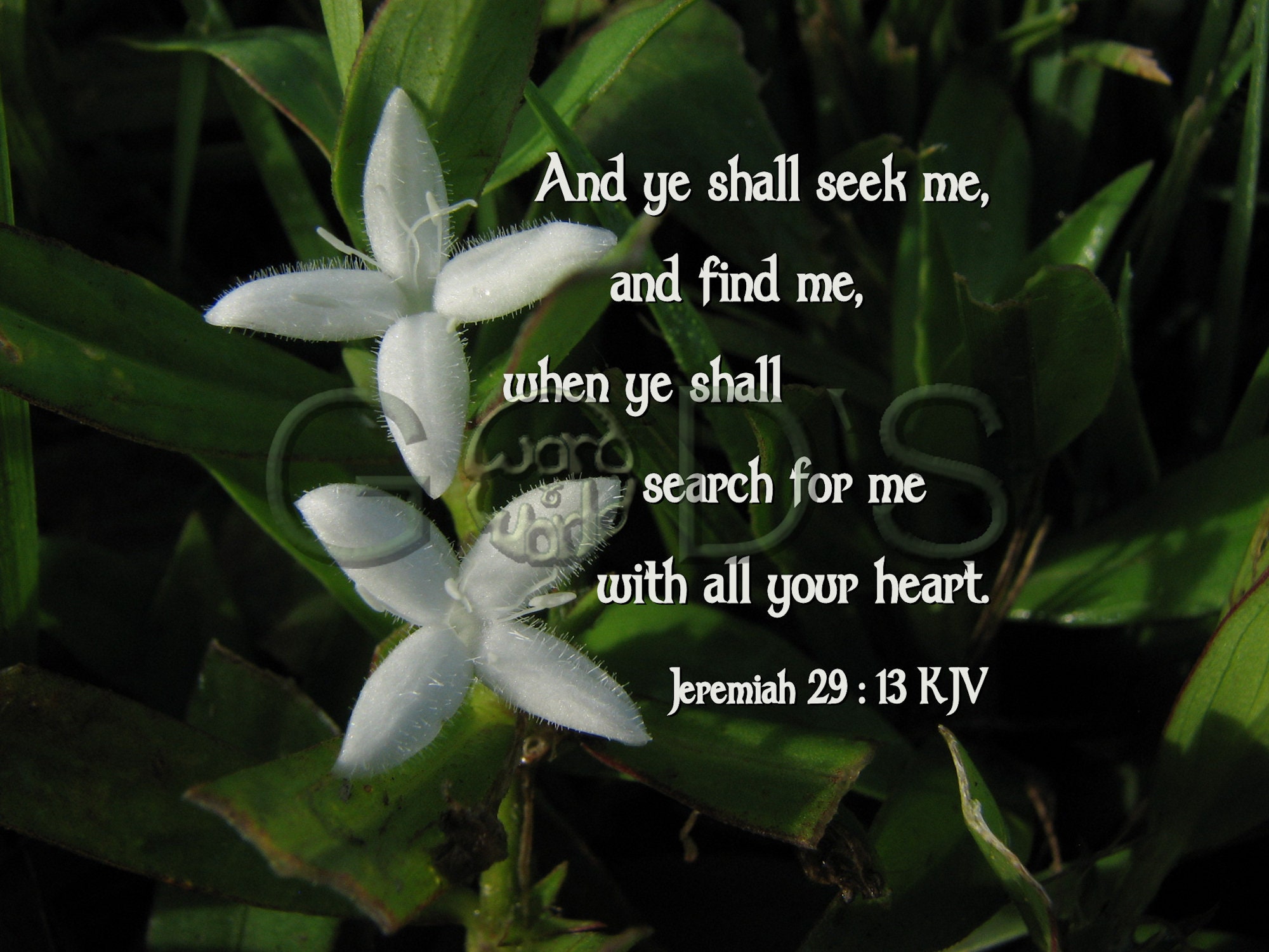 エレミヤ書29章13節、欽定訳聖書、聖書の写真、神を求める、ハート、花