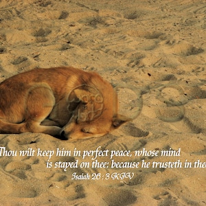 Isaiah 26:3, KJV, Scripture Picture, Xiamen, China, Sleeping Dog, Beach, Perfect Peace, Trust, Old Testament Verse, Scripture Photo