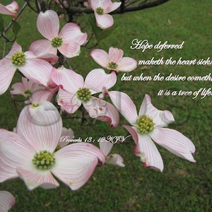 Puede incluir: Primer plano de flores rosadas de cornejo en un fondo verde. La imagen incluye el texto "Hope deferred maketh the heart sick: but when the desire cometh, it is a tree of life. Proverbs 13: 12 KJV".
