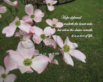 Proverbios 13:12, RVR1960, Foto de las Escrituras, Dolor de corazón, Árbol de la vida, Flores de cornejo rosa. Versículo del Antiguo Testamento, Esperanza.