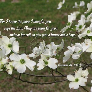 Jeremiah 29:11, TLB, KJV, Scripture Picture, Scripture Photo, Dogwood, Plans for Good, Spring, Floral Photography, Old Testament Verse, Hope image 1