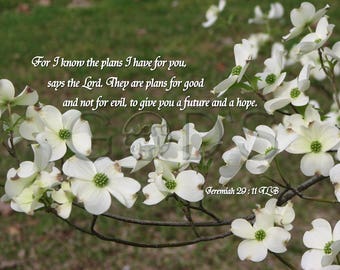 Jeremiah 29:11, TLB, KJV, Scripture Picture, Scripture Photo, Dogwood, Plans for Good, Spring, Floral Photography, Old Testament Verse, Hope