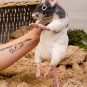 Pu&ograve; includere: Un giocattolo di peluche a forma di ratto con pelliccia bianca e nera, orecchie rosa e coda rosa. Il ratto &egrave; tenuto da una persona con un tatuaggio sul braccio. Il giocattolo &egrave; seduto su una superficie pelosa marrone.