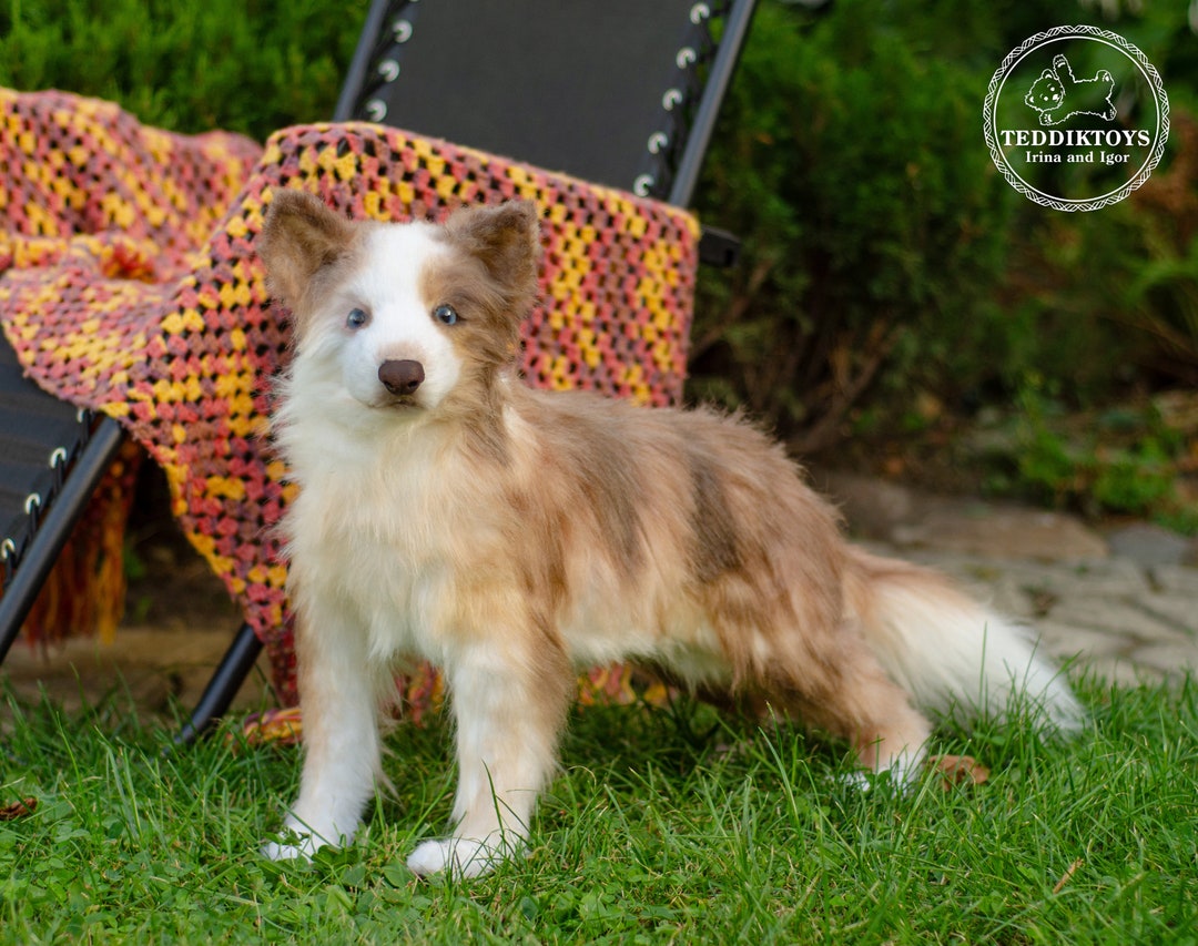 25 cute Border Collie puppies for sale in Addison, Illinois