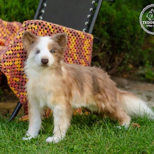 May include: A brown and white plush dog toy with a white chest and a long white tail. The dog is sitting on green grass in front of a black chair and a yellow and red blanket.