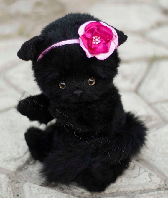 black cat teddy