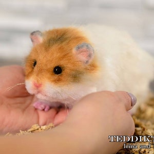 Live hamsters for 2025 sale online