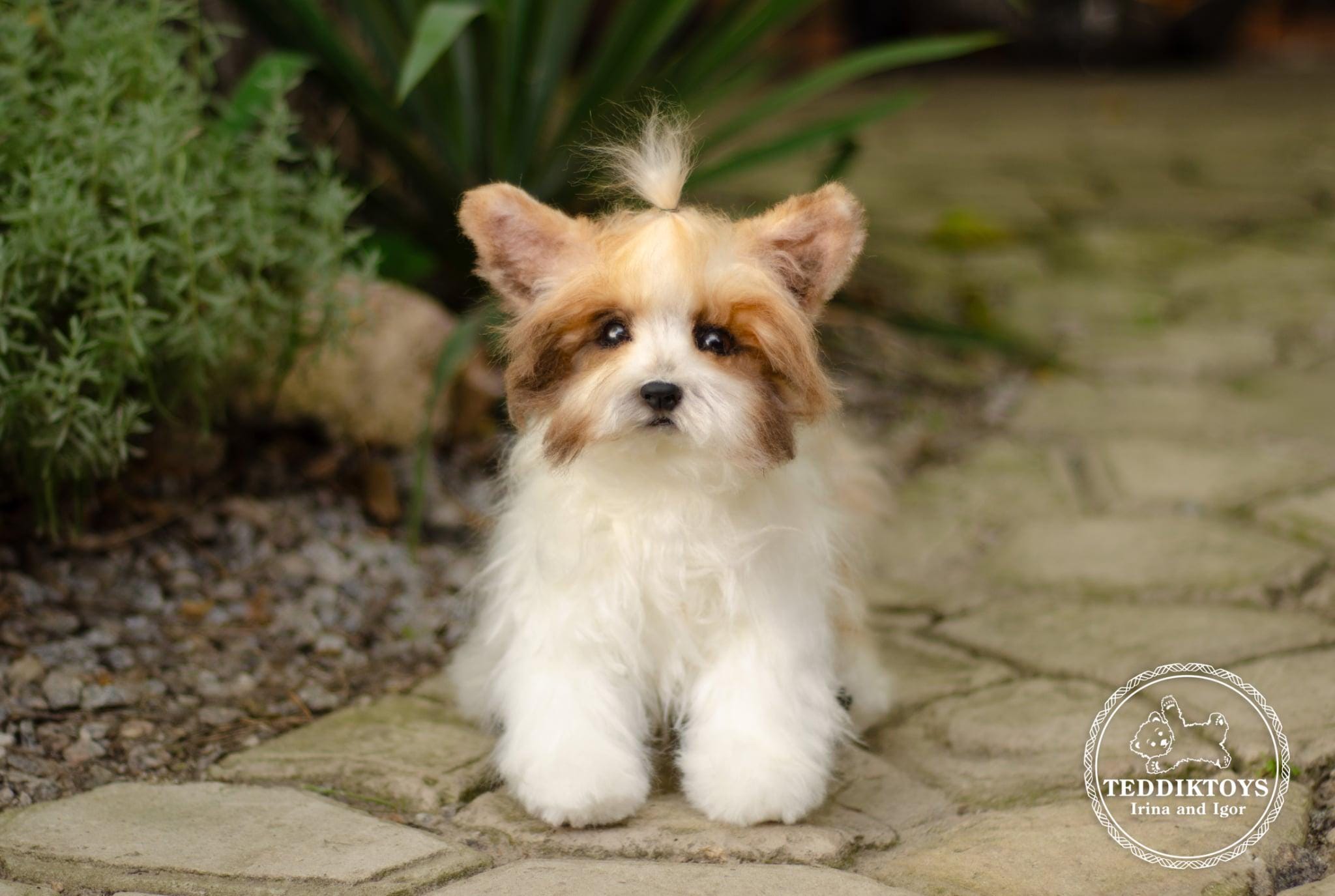 Teddy Roosevelt Dog New Zealand