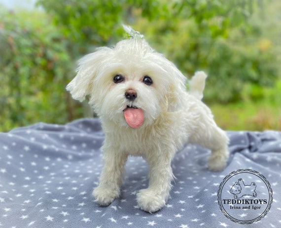 手作りマルチーズ犬のぬいぐるみ：ポーズが取れるテディベア（受注生産