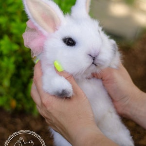 K&ouml;nnte beinhalten: Ein wei&szlig;er Pl&uuml;schhase mit rosa Ohren und einer rosa T&uuml;llschleife. Der Hase wird von zwei H&auml;nden gehalten.