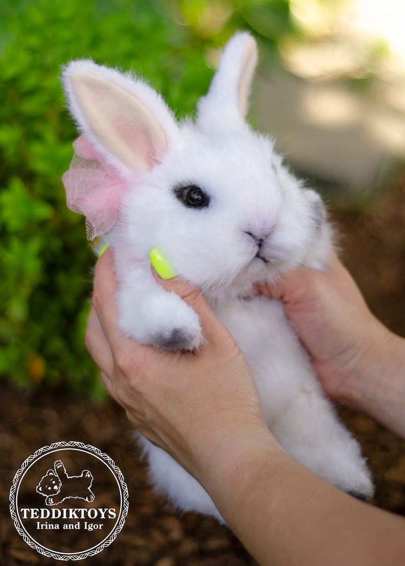 K&ouml;nnte beinhalten: Ein wei&szlig;er Pl&uuml;schhase mit rosa Ohren und einer rosa T&uuml;llschleife. Der Hase wird von zwei H&auml;nden gehalten.