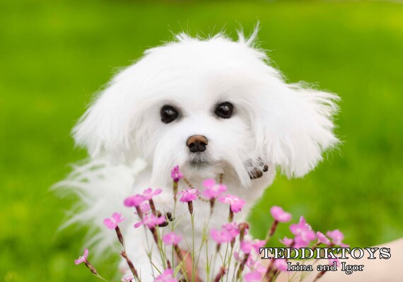 手作りのぬいぐるみマルチーズ犬：ポーズを変えられるテディベア