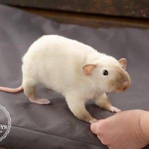Pu&ograve; includere: Un ratto bianco con segni marroni sul viso e sulle orecchie &egrave; in piedi su una superficie grigia. Il ratto sta guardando la telecamera e la sua coda &egrave; arrotolata dietro di lui.