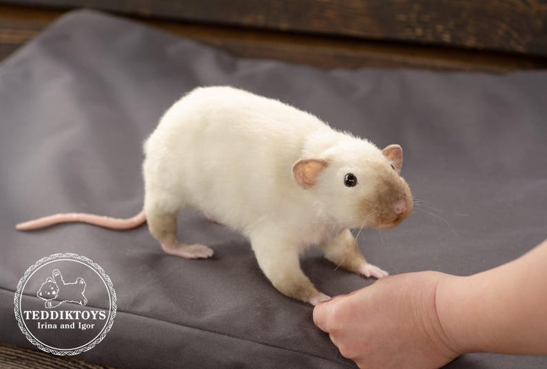 Pu&ograve; includere: Un ratto bianco con segni marroni sul viso e sulle orecchie &egrave; in piedi su una superficie grigia. Il ratto sta guardando la telecamera e la sua coda &egrave; arrotolata dietro di lui.