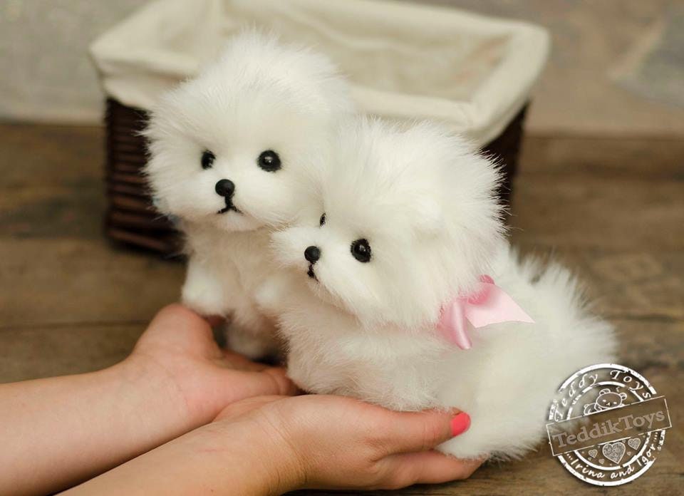オーダーメイドのスピッツの子犬：コレクター向けポメラニアンの