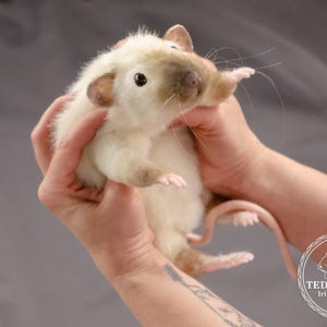 Pu&ograve; includere: Un giocattolo di peluche di ratto bianco e marrone tenuto da due mani. Il ratto &egrave; in posa con le zampe anteriori alzate e la coda arrotolata attorno al suo corpo. Il ratto ha un naso rosa e occhi neri.