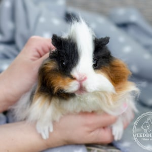 Best guinea pig toys 2025