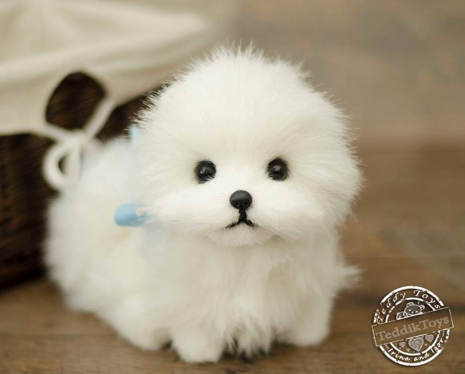 WelpenSpitz Massanfertigung Teddy Hund kleine Spitz Etsy
