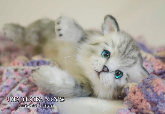 teddy kitten