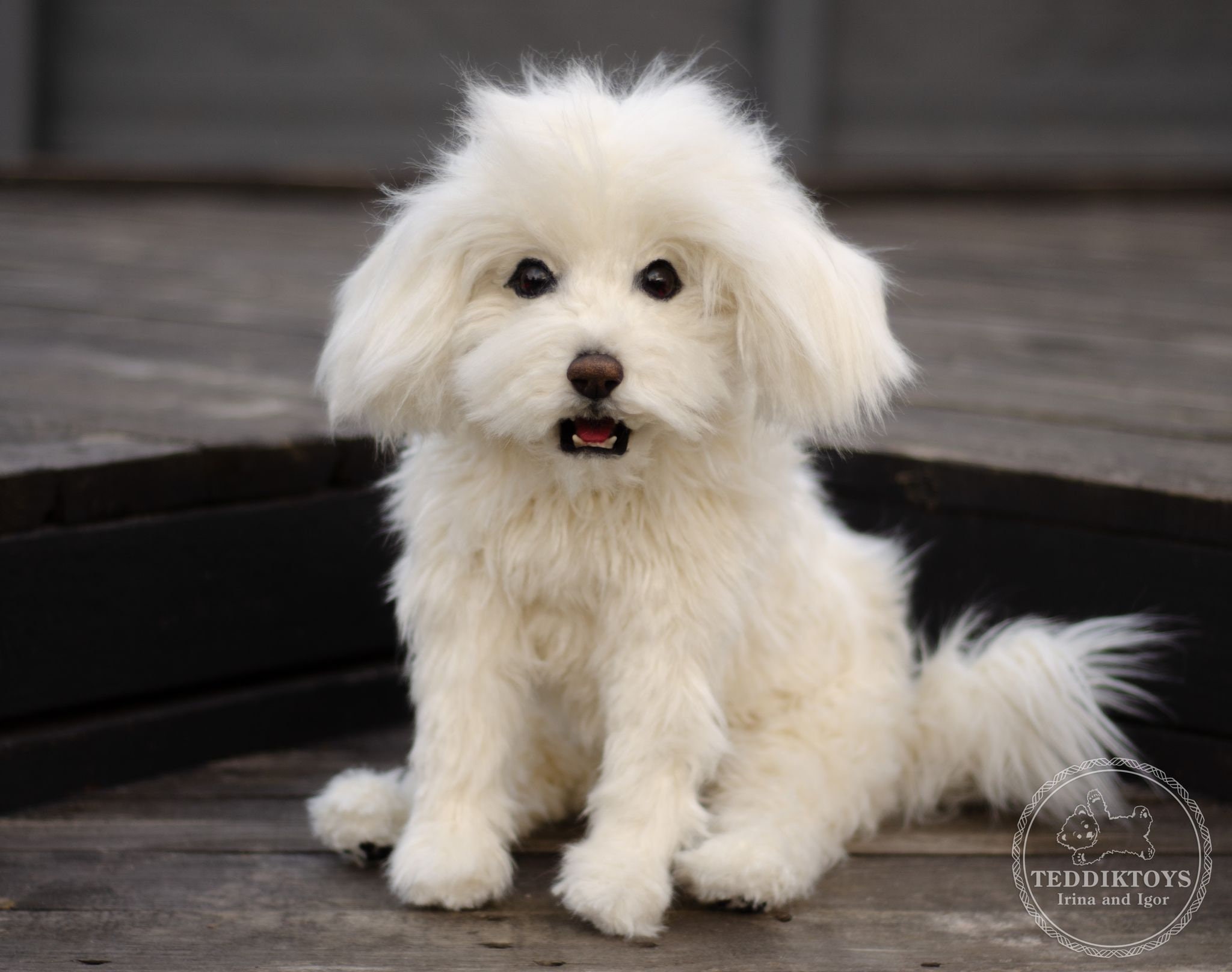 Realistic Puppy Shih Tzu collectible teddy dog handmade plush toy Portrait pet animal by photo dog artist (Made to Order)