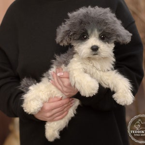 Handmade Realistic Shih Tzu Puppy Plush, Collectible Teddy Dog